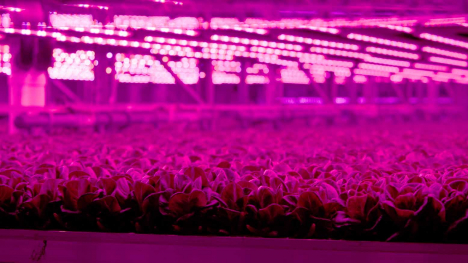 salad greens grow under red and blue lighting at indoor farm