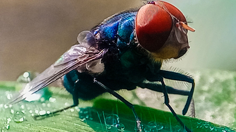 New World Screwworm fly