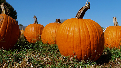 Six orange pumpkins sitting in the grass on a clear day.