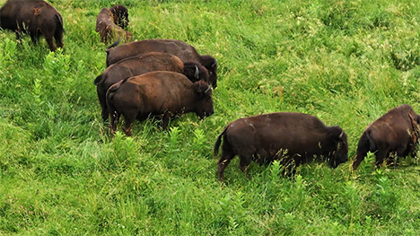 Seven bison graze in a grassy field.