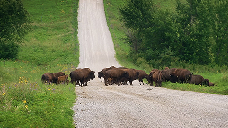 A small herd of bison span from one side to the other of a gravel road. The road rises with the hillside into the distance. Green grass and trees on each side of the gravel road.