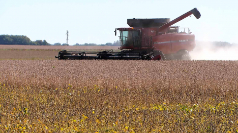 combine in soybean field