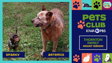 Pets Club -  August 20, 2026