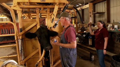 Vet checking cow