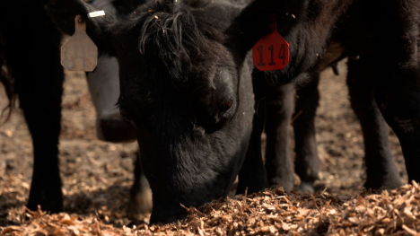 Cow eating