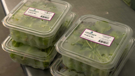 Clear plastic containers of GreenWave Hydroponics lettuce stacked on a metal table.