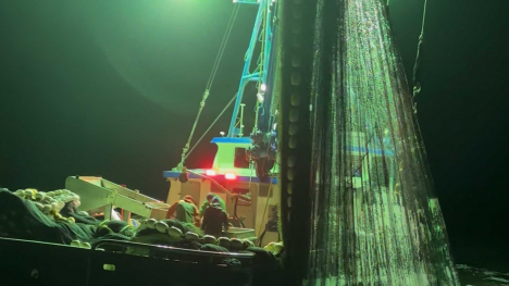 An Oregon fishing crew harvests market squid, aka calamari.