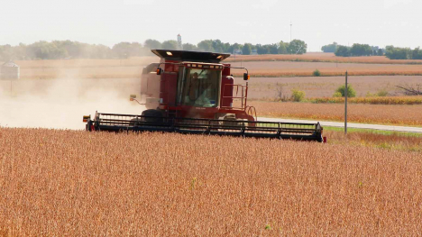 A red combine harvests a soybean field on a sunny day, leaving a cloud of dust behind it.