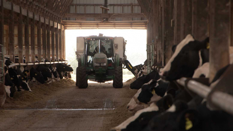 Feeding dairy cattle