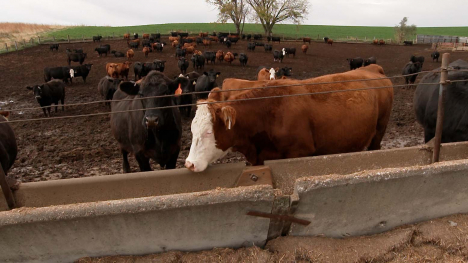 Black and brown cattle gather around a concrete feed bunk at a western Iowa feedyard.