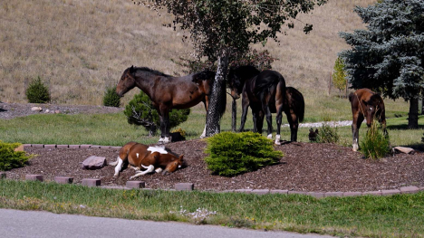 Free-roaming horses graze and rest in a landscaped yard near Missoula, Montana.