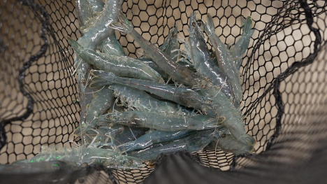 Freshly harvested shrimp in a black mesh net at Pheasant Run Farm in Belle Plaine, Iowa.