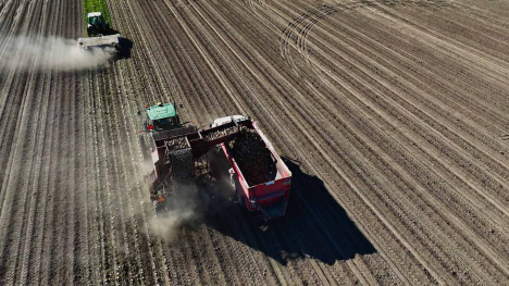 Aerial view of sugar beet harvesting equipment loading beets into a truck alongside rows in a field.