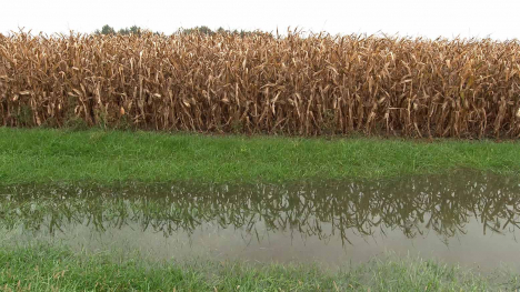 Standing water in a grassy ditch beside a field of mature corn.